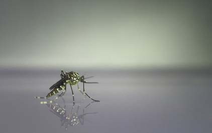 Aedes aegypti: conhecendo o inimigo