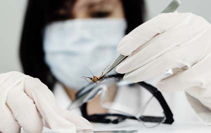 Pesquisa busca novos larvicidas contra o Aedes