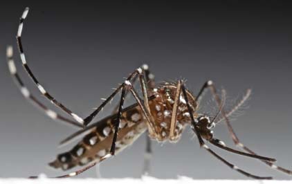 Aedes aegypti: um mosquito, três doenças e a importância da prevenção