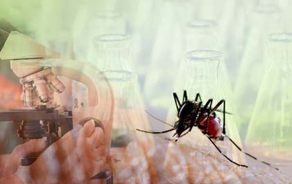 Estudos alertam para relevância de ações de vigilância para controle das doenças transmitidas pelo Aedes aegypti