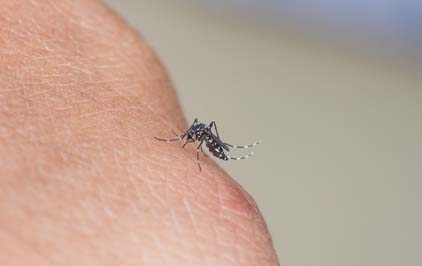 Chip usa material genético para detectar vírus zika em 90 minutos