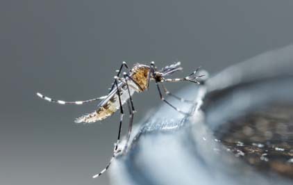 Fiocruz divulga áreas que receberão Aedes com Wolbachia