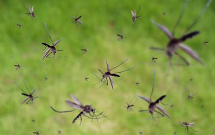 GT internacional publica relatório sobre arboviroses