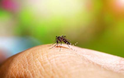 Projeto Controle de Aedes apresenta resultados promissores