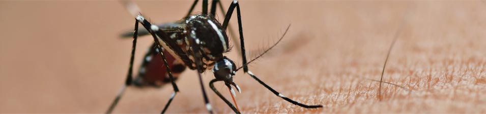 Tudo o que você precisa saber sobre o Aedes aegypti. Como ele ataca e como o mosquito se comporta
