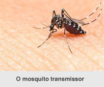 O mosquito transmissor