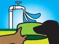 Troque diariamente a água dos bebedouros de animais.