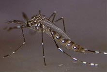 Mosquito Aedes aegypti